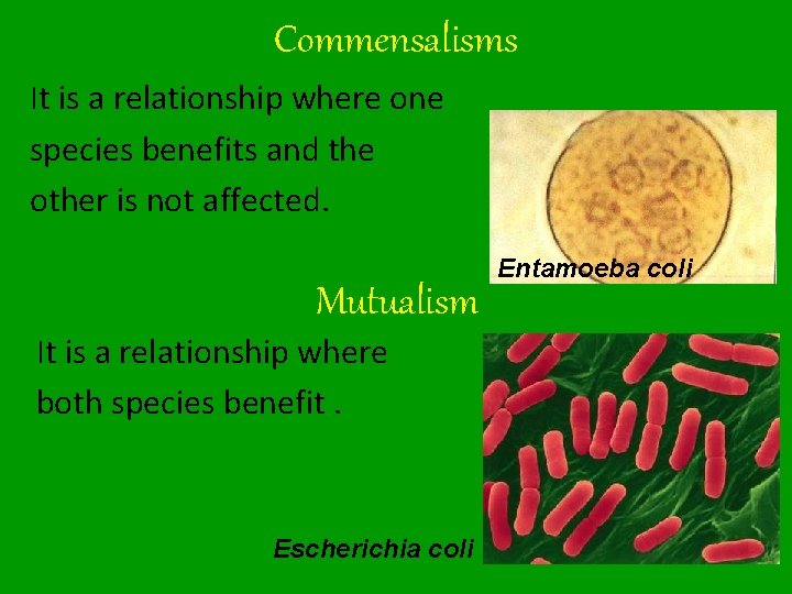 Commensalisms It is a relationship where one species benefits and the other is not