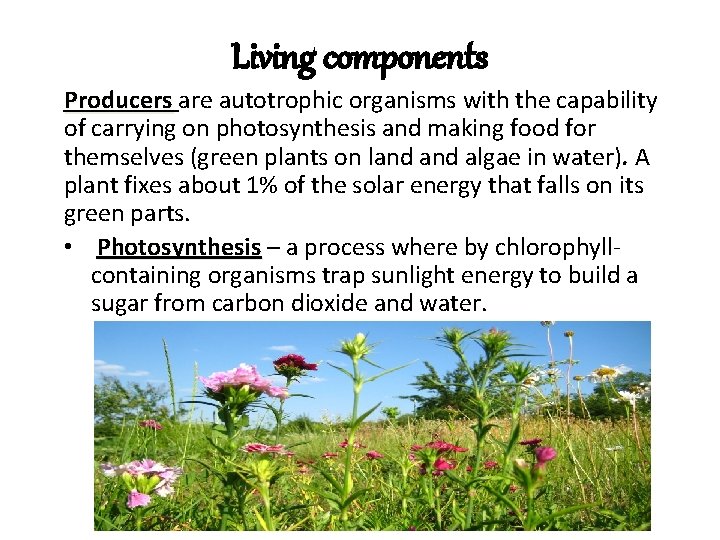 Living components Producers are autotrophic organisms with the capability of carrying on photosynthesis and