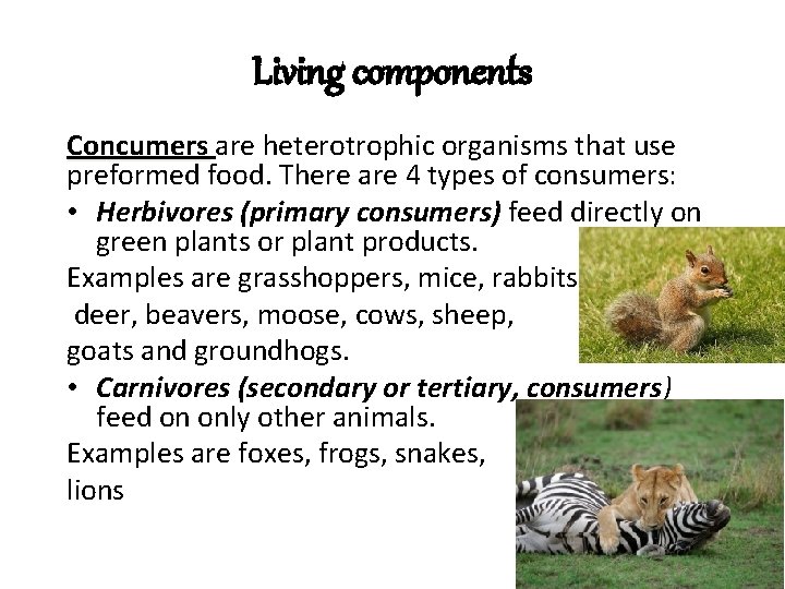 Living components Concumers are heterotrophic organisms that use preformed food. There are 4 types