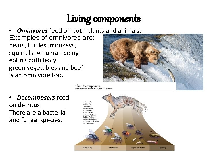 Living components • Omnivores feed on both plants and animals. Examples of omnivores are: