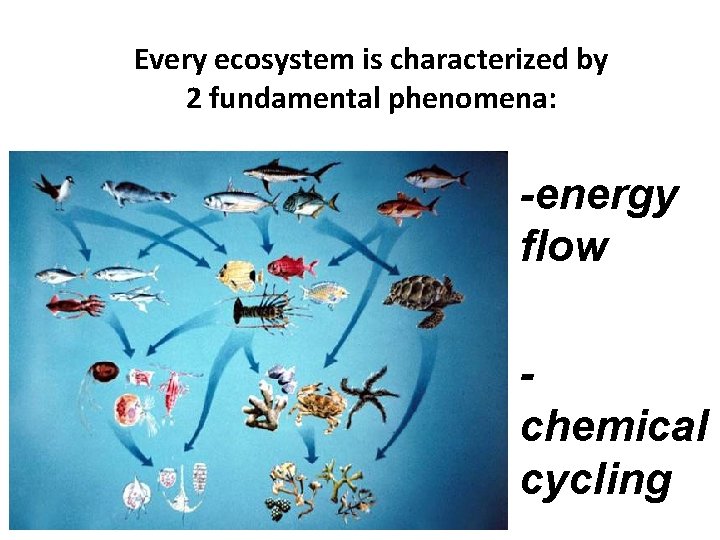Every ecosystem is characterized by 2 fundamental phenomena: • -energy flow • chemical cycling