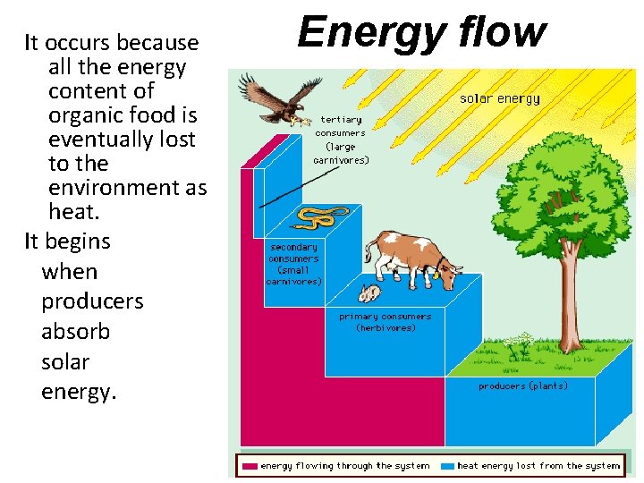 It occurs because all the energy content of organic food is eventually lost to