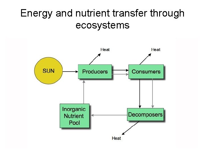 Energy and nutrient transfer through ecosystems 