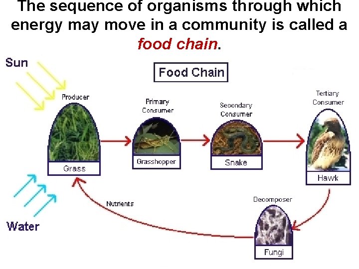 The sequence of organisms through which energy may move in a community is called