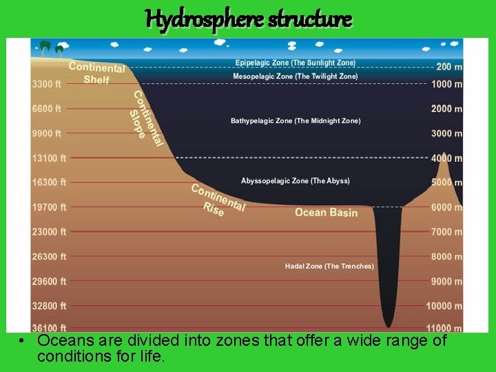 Hydrosphere structure • Oceans are divided into zones that offer a wide range of