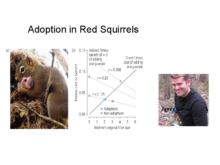 Adoption in Red Squirrels Jamie Gorrell 