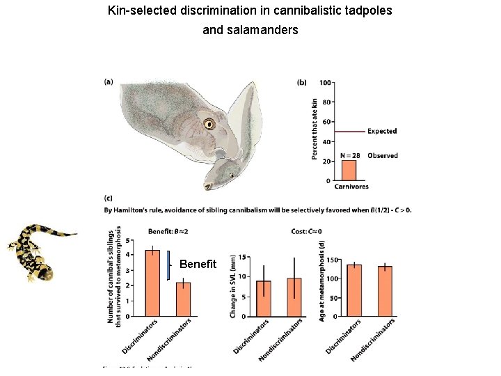 Kin-selected discrimination in cannibalistic tadpoles and salamanders Benefit 