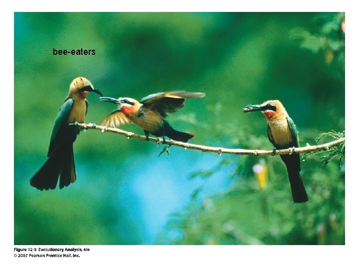 bee-eaters 