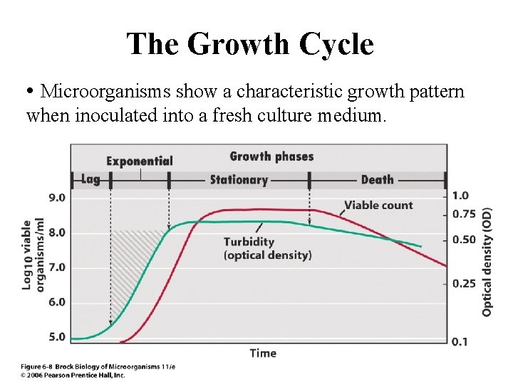 The Growth Cycle • Microorganisms show a characteristic growth pattern when inoculated into a