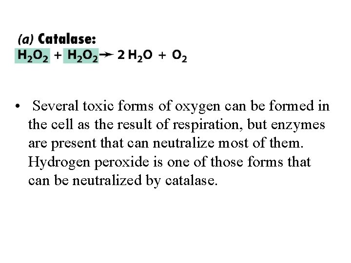  • Several toxic forms of oxygen can be formed in the cell as