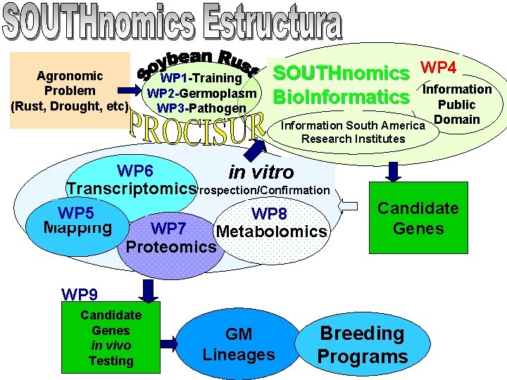 Agronomic Problem (Rust, Drought, etc) WP 1 -Training WP 2 -Germoplasm WP 3 -Pathogen