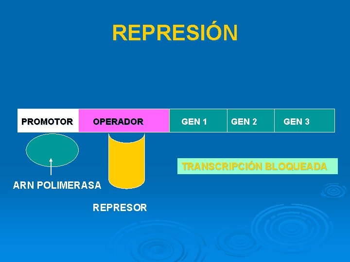 REPRESIÓN PROMOTOR OPERADOR GEN 1 GEN 2 GEN 3 TRANSCRIPCIÓN BLOQUEADA ARN POLIMERASA REPRESOR