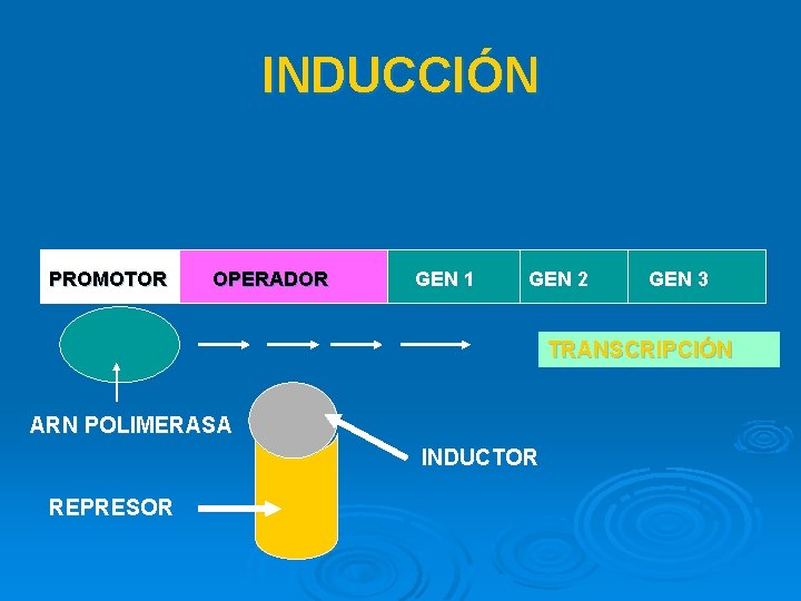 INDUCCIÓN PROMOTOR OPERADOR GEN 1 GEN 2 GEN 3 TRANSCRIPCIÓN ARN POLIMERASA INDUCTOR REPRESOR