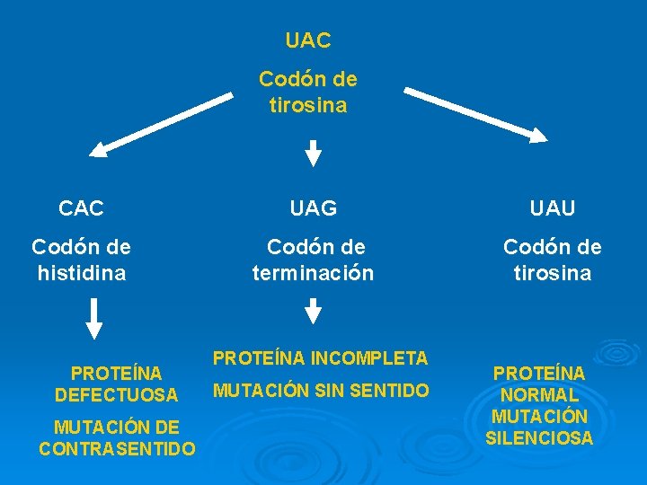 UAC Codón de tirosina CAC UAG UAU Codón de histidina Codón de terminación Codón