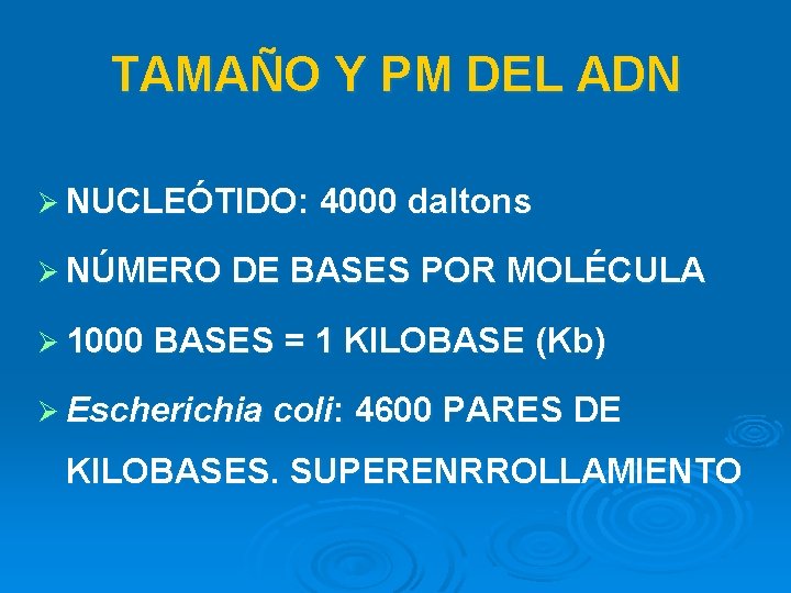 TAMAÑO Y PM DEL ADN Ø NUCLEÓTIDO: 4000 daltons Ø NÚMERO DE BASES POR