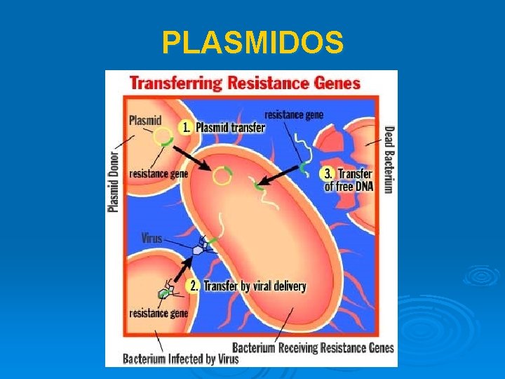 PLASMIDOS 