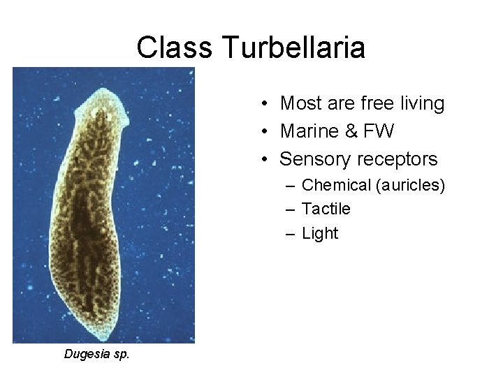Class Turbellaria • Most are free living • Marine & FW • Sensory receptors