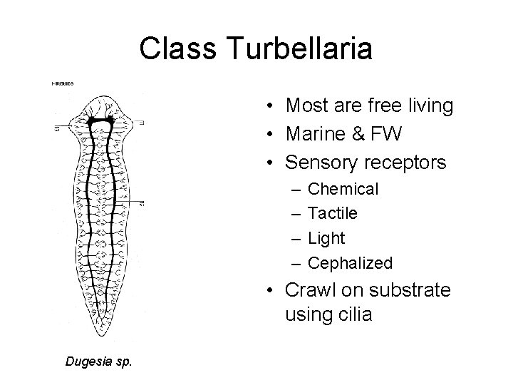 Class Turbellaria • Most are free living • Marine & FW • Sensory receptors