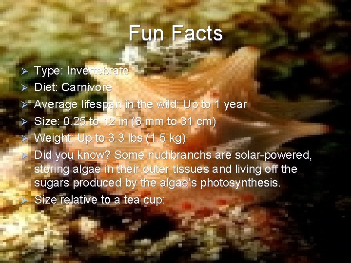 Fun Facts Ø Ø Ø Ø Type: Invertebrate Diet: Carnivore Average lifespan in the