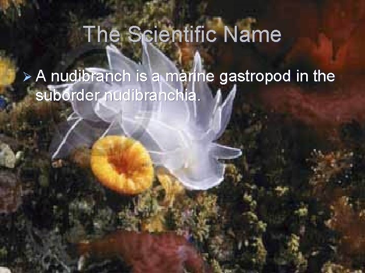 The Scientific Name Ø A nudibranch is a marine gastropod in the suborder nudibranchia.