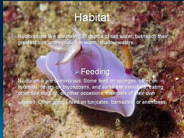 Habitat Ø Nudibranchs live at virtually all depths of salt water, but reach their