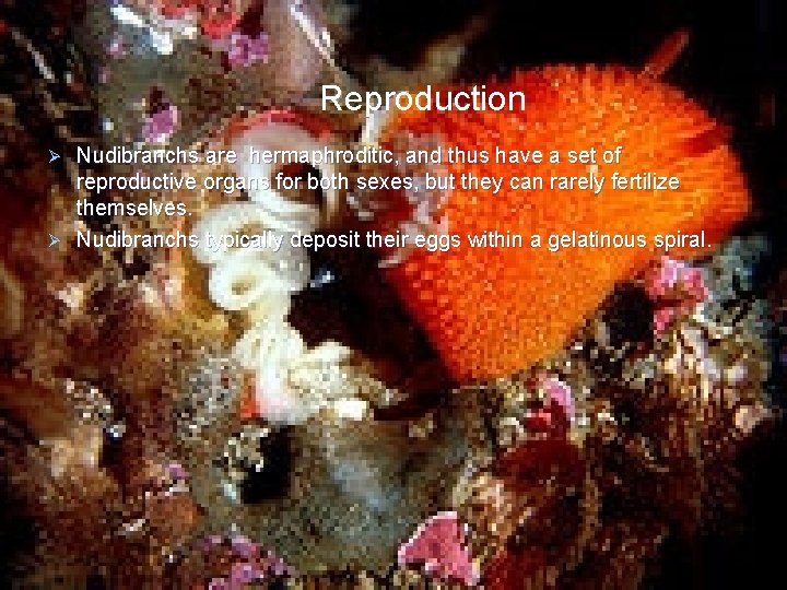 Reproduction Nudibranchs are hermaphroditic, and thus have a set of reproductive organs for both