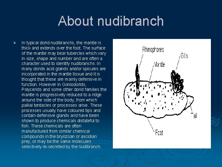 About nudibranch Ø In typical dorid nudibranchs, the mantle is thick and extends over