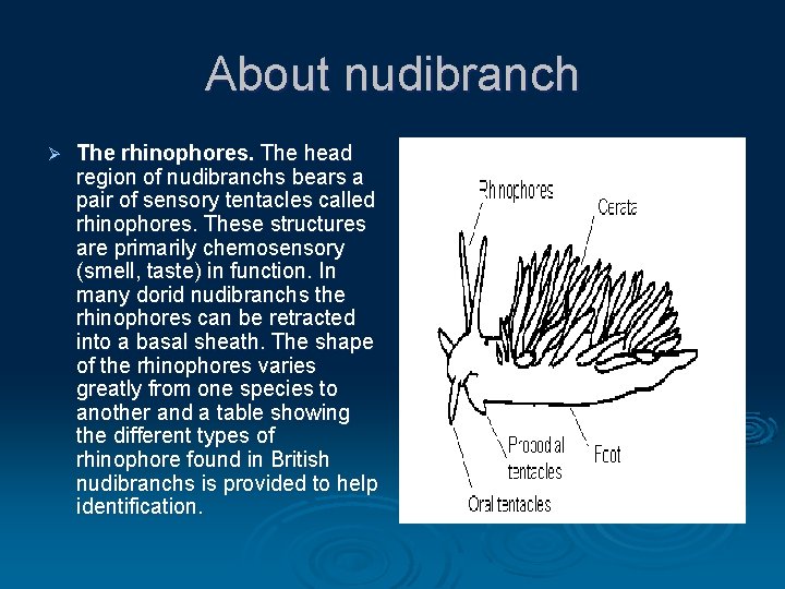 About nudibranch Ø The rhinophores. The head region of nudibranchs bears a pair of