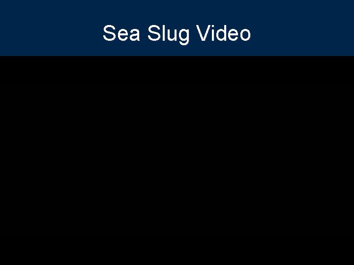 Sea Slug Video 