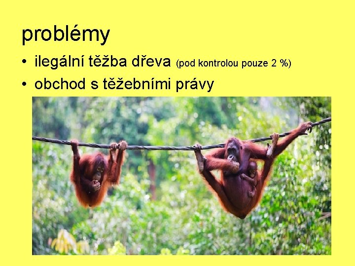 problémy • ilegální těžba dřeva (pod kontrolou pouze 2 %) • obchod s těžebními