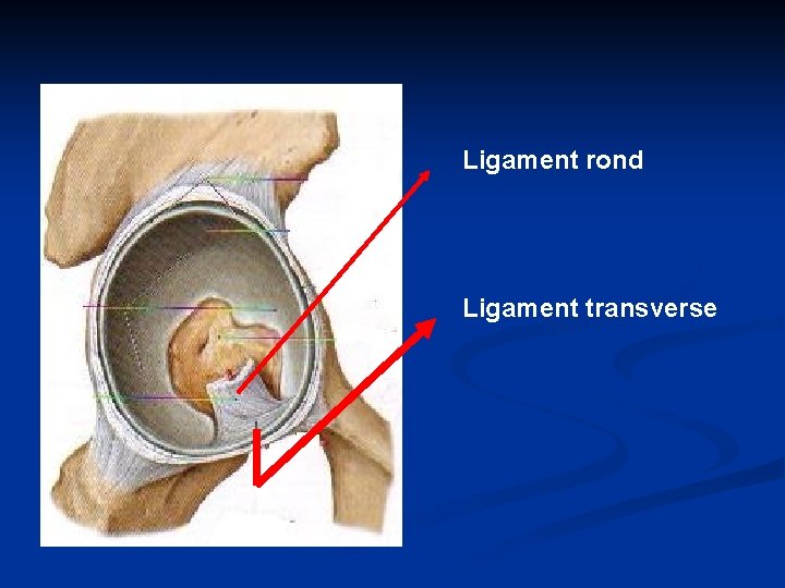 Ligament rond Ligament transverse 