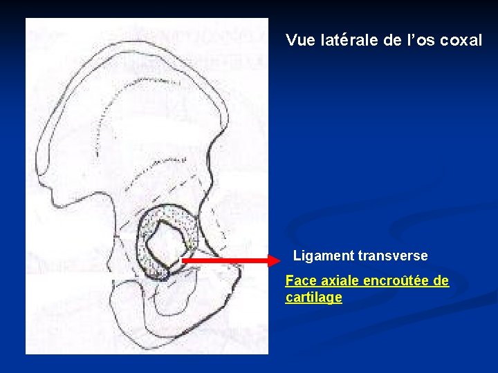 Vue latérale de l’os coxal Ligament transverse Face axiale encroûtée de cartilage 