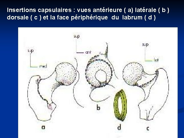 Insertions capsulaires : vues antérieure ( a) latérale ( b ) dorsale ( c