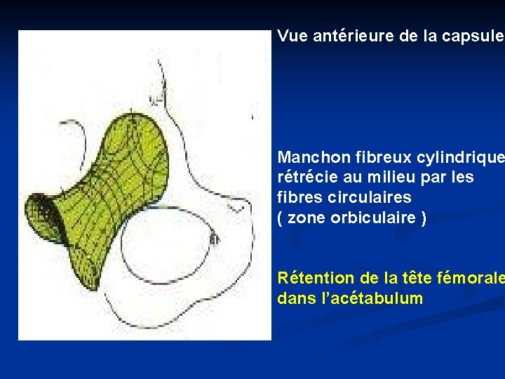 Vue antérieure de la capsule Manchon fibreux cylindrique rétrécie au milieu par les fibres