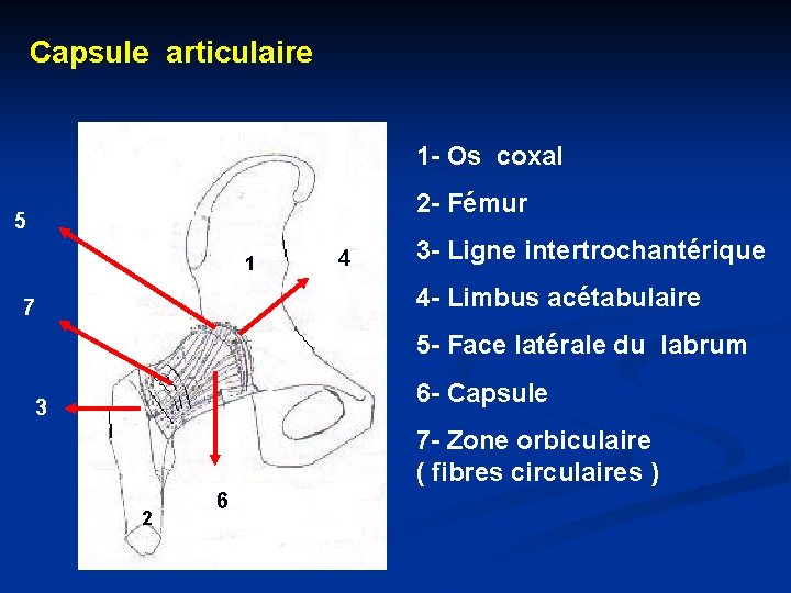 Capsule articulaire 1 - Os coxal 2 - Fémur 5 1 4 3 -