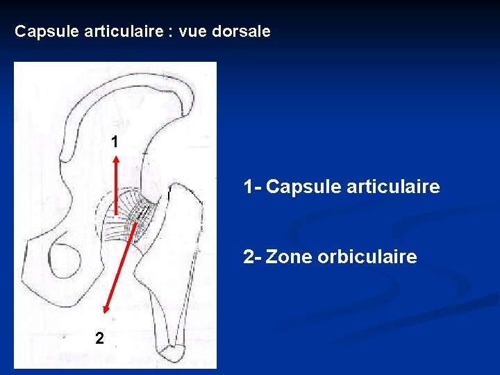 Capsule articulaire : vue dorsale 1 1 - Capsule articulaire 2 - Zone orbiculaire