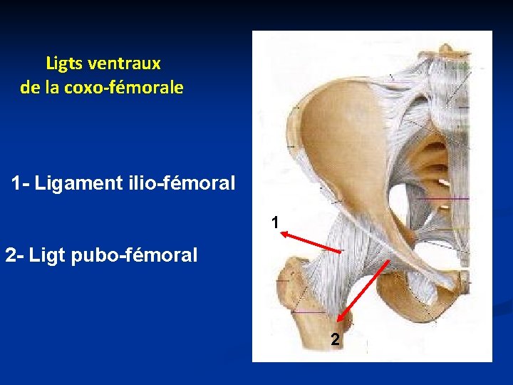 Ligts ventraux de la coxo-fémorale 1 - Ligament ilio-fémoral 1 2 - Ligt pubo-fémoral