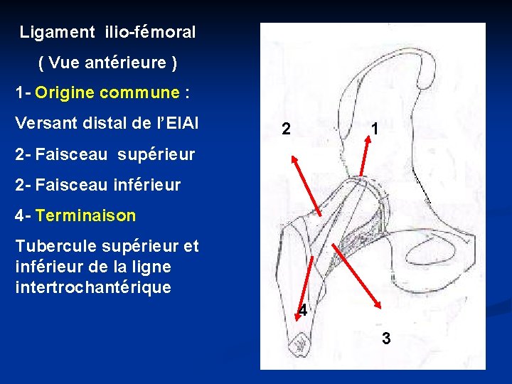 Ligament ilio-fémoral ( Vue antérieure ) 1 - Origine commune : Versant distal de
