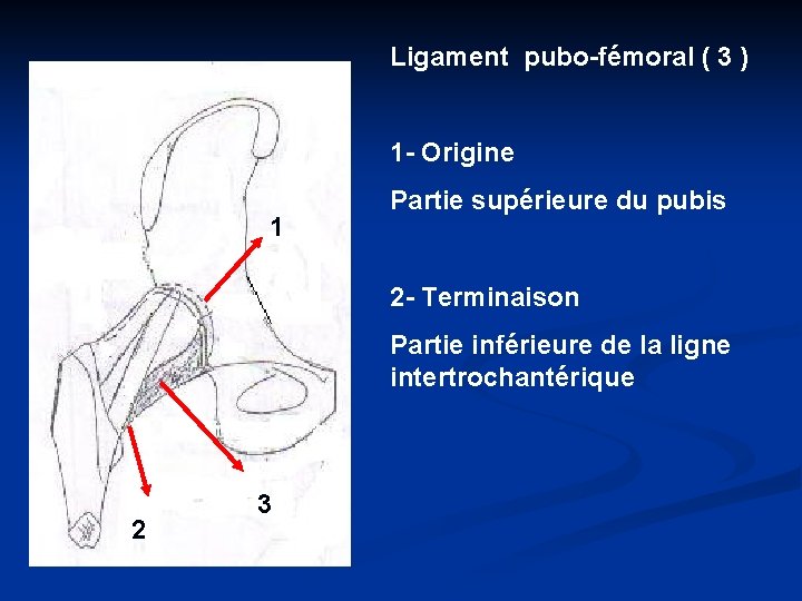 Ligament pubo-fémoral ( 3 ) 1 - Origine 1 Partie supérieure du pubis 2
