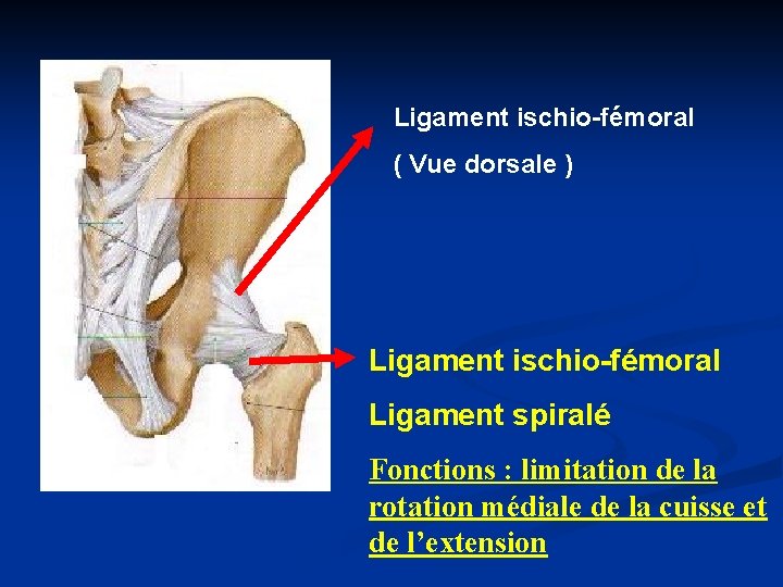 Ligament ischio-fémoral ( Vue dorsale ) Ligament ischio-fémoral Ligament spiralé Fonctions : limitation de