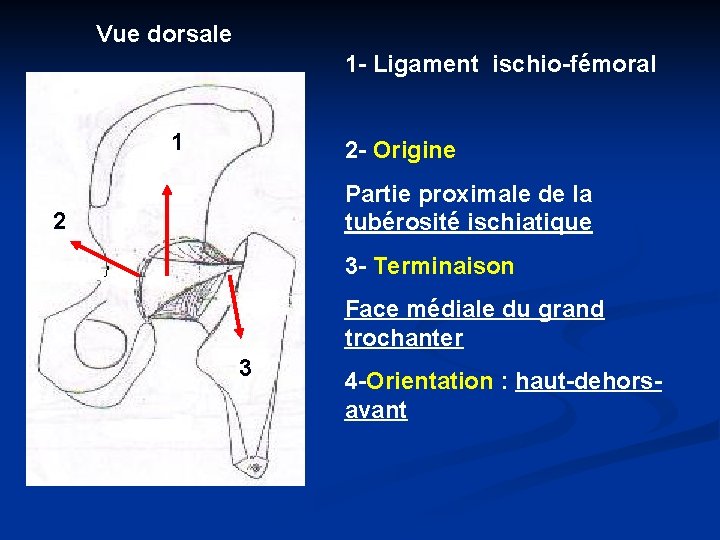 Vue dorsale 1 - Ligament ischio-fémoral 1 2 - Origine Partie proximale de la