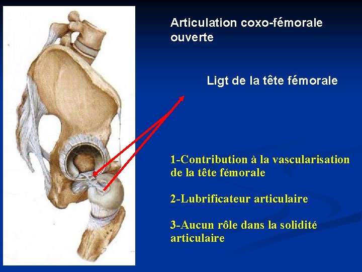 Articulation coxo-fémorale ouverte Ligt de la tête fémorale 1 -Contribution à la vascularisation de