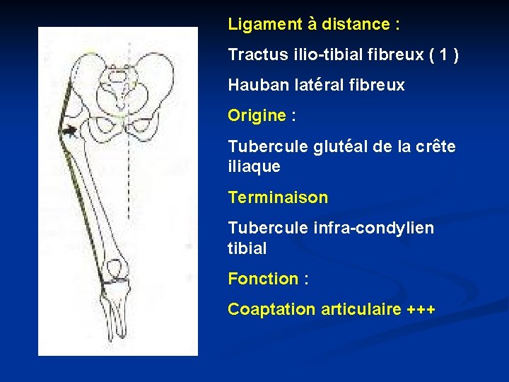 Ligament à distance : Tractus ilio-tibial fibreux ( 1 ) Hauban latéral fibreux Origine