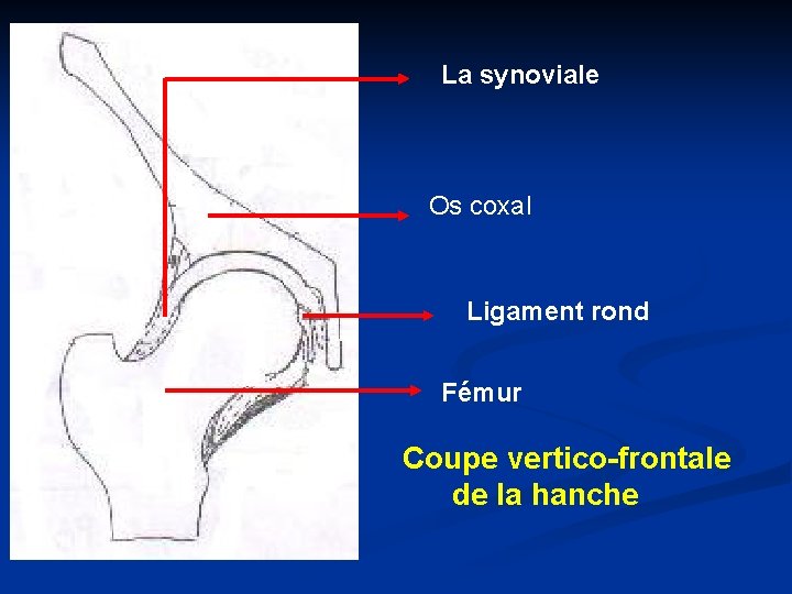 La synoviale Os coxal Ligament rond Fémur Coupe vertico-frontale de la hanche 