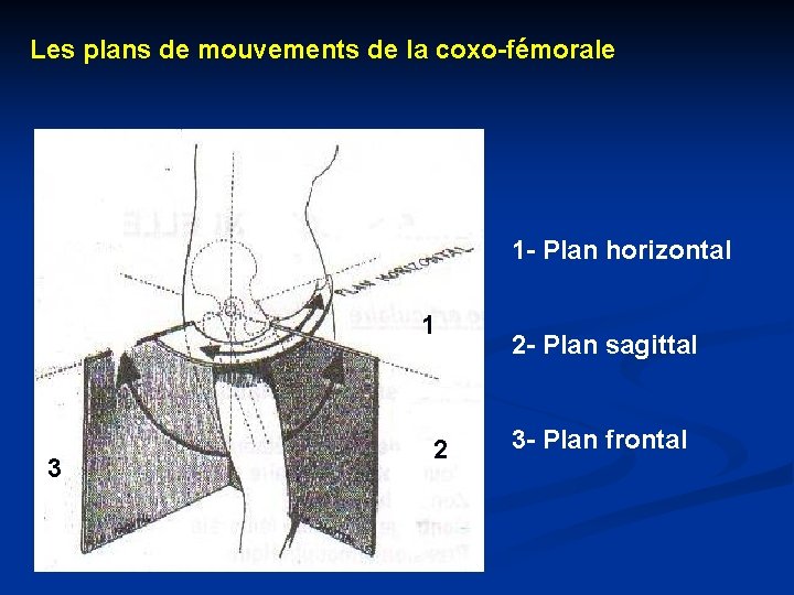 Les plans de mouvements de la coxo-fémorale 1 - Plan horizontal 1 1 3