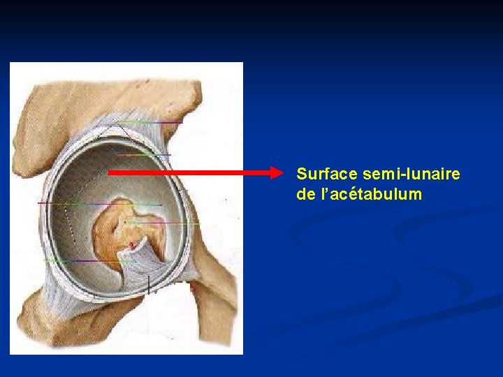 Surface semi-lunaire de l’acétabulum 