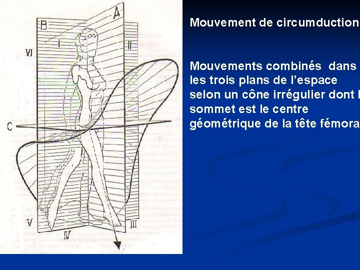 Mouvement de circumduction Mouvements combinés dans les trois plans de l’espace selon un cône