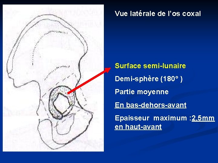 Vue latérale de l’os coxal Surface semi-lunaire Demi-sphère (180° ) Partie moyenne En bas-dehors-avant