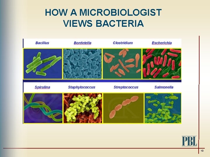 HOW A MICROBIOLOGIST VIEWS BACTERIA 10 