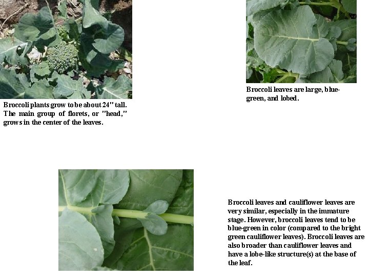Broccoli plants grow to be about 24" tall. The main group of florets, or